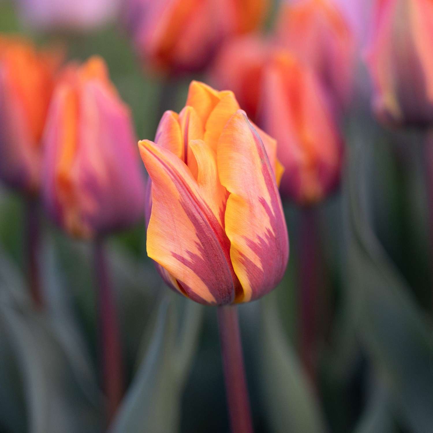 Tulppaani 'Princess Irene'